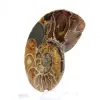Ammoniet uit Madagaskar: Mineralogisch specimen - 2