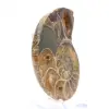 Ammoniet uit Madagaskar: Mineralogisch specimen - 3