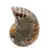 Ammoniet uit Madagaskar: Mineralogisch specimen