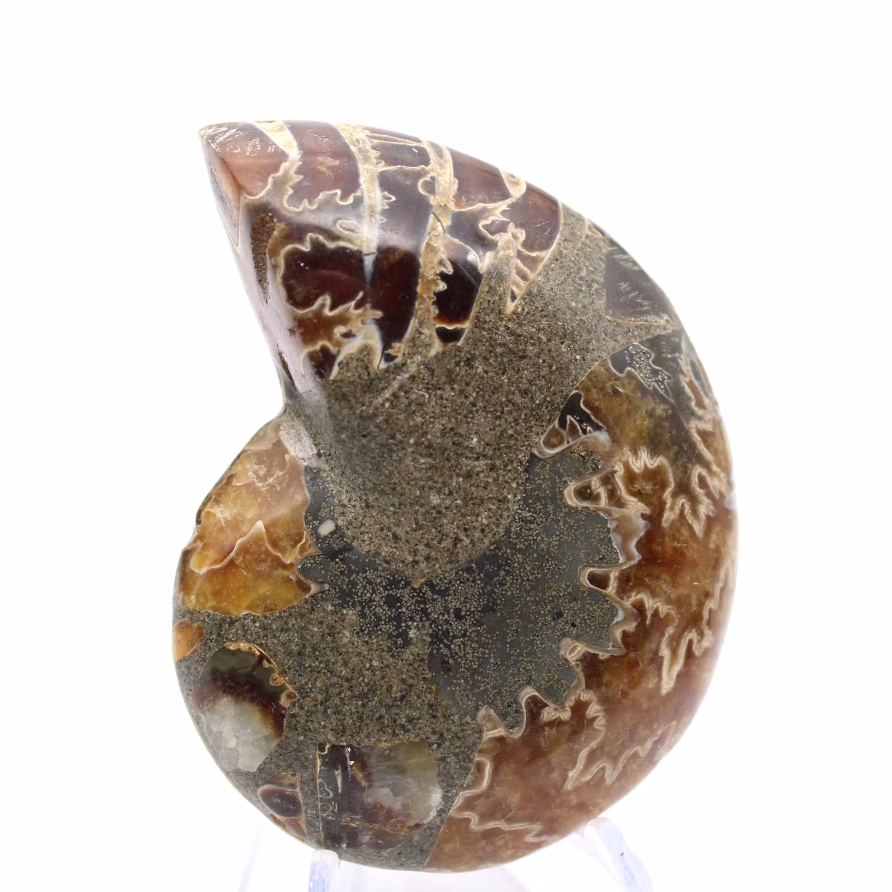 Ammoniet uit Madagaskar: Mineralogisch specimen