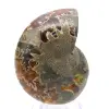 Authentieke gefossiliseerde ammoniet: handgemaakte afwerking - 0