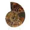 Authentieke gefossiliseerde ammoniet: handgemaakte afwerking - 1