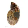 Authentieke gefossiliseerde ammoniet: handgemaakte afwerking - 2