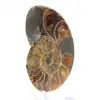 Authentieke gefossiliseerde ammoniet: handgemaakte afwerking - 3