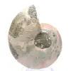 Gepolijste ammoniet uit Mahajanga: een paleontologische schat - 0