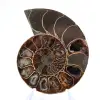 Gepolijste ammoniet uit Mahajanga: een paleontologische schat - 1