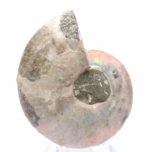 Gepolijste ammoniet uit Mahajanga: een paleontologische schat