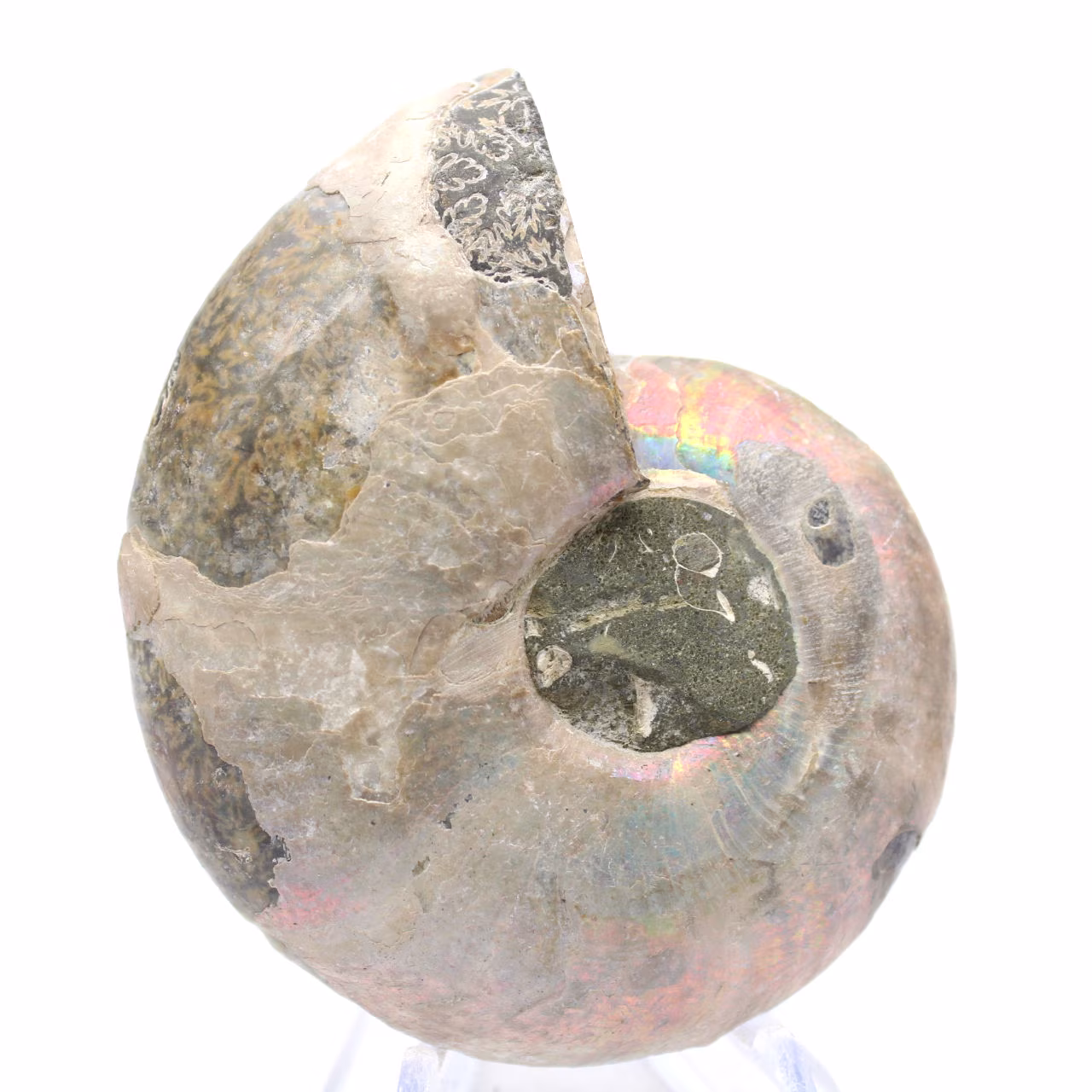 Gepolijste ammoniet uit Mahajanga: een paleontologische schat