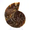 Kleine ammoniet uit Madagaskar: Minerale zuiverheid - 1