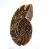 Kleine ammoniet uit Madagaskar: Minerale zuiverheid - 2