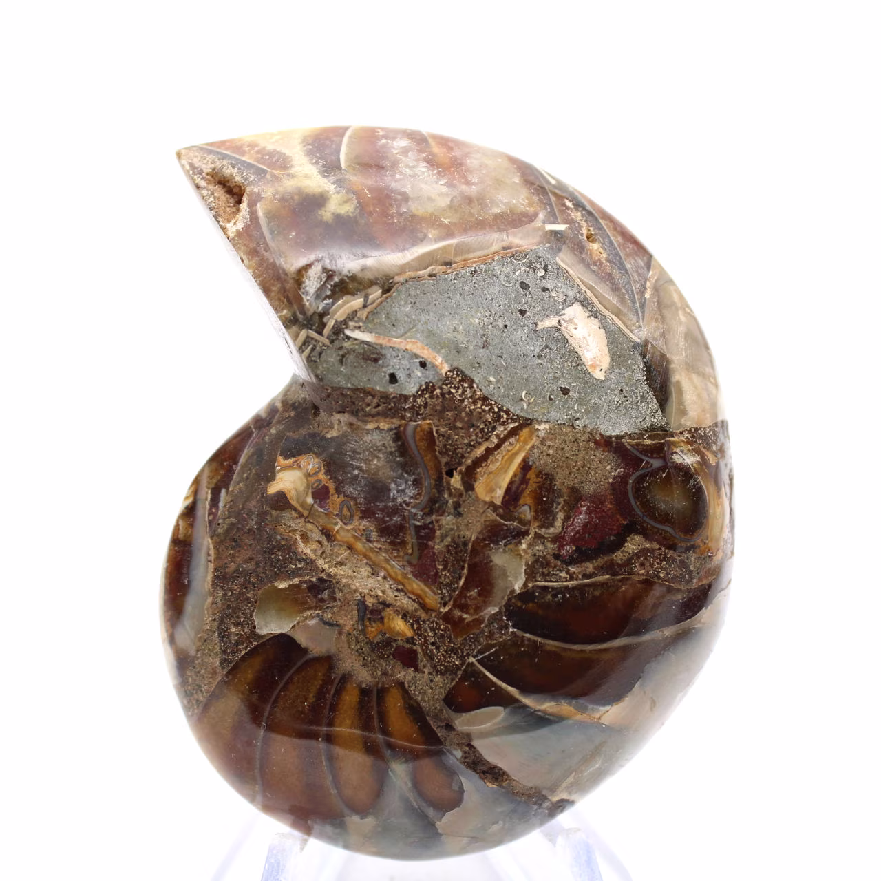 Kleine ammoniet uit Madagaskar: Minerale zuiverheid