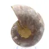 Verzamelbare ammoniet: balans en authenticiteit - 0