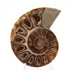 Verzamelbare ammoniet: balans en authenticiteit - 1