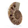 Verzamelbare ammoniet: balans en authenticiteit - 3
