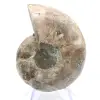 Gefossiliseerde koppotige: Dubbelzijdige ammoniet - 0