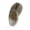 Gefossiliseerde koppotige: Dubbelzijdige ammoniet - 2