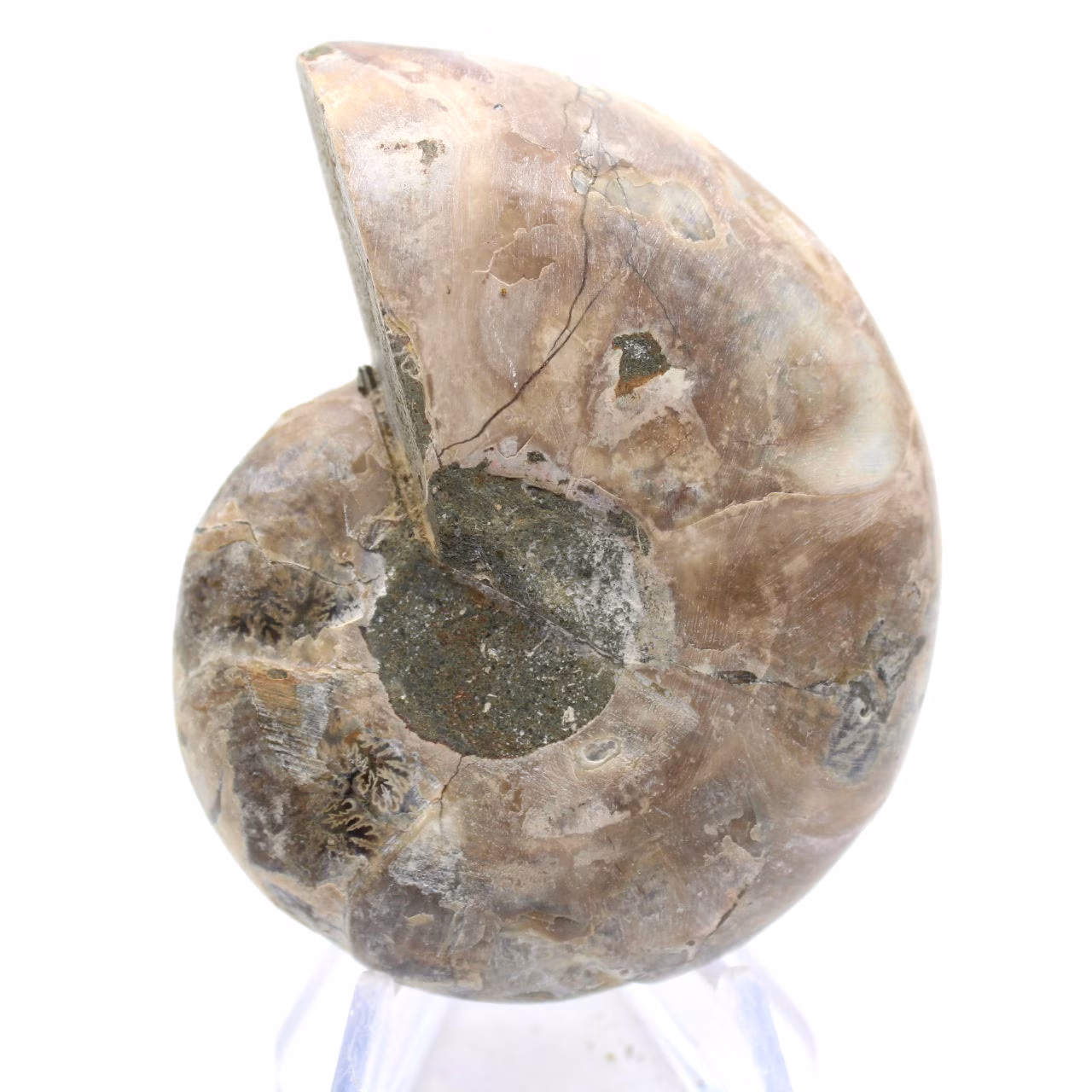 Gefossiliseerde koppotige: Dubbelzijdige ammoniet