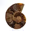 Lichte ammoniet uit Madagaskar: finesse en details - 1