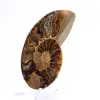 Lichte ammoniet uit Madagaskar: finesse en details - 2