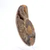 Lichte ammoniet uit Madagaskar: finesse en details - 3
