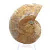 Ammoniet uit Mahajanga: Minerale harmonie - 0