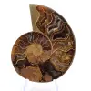 Ammoniet uit Mahajanga: Minerale harmonie - 1