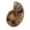 Ammoniet uit Mahajanga: Minerale harmonie - 3