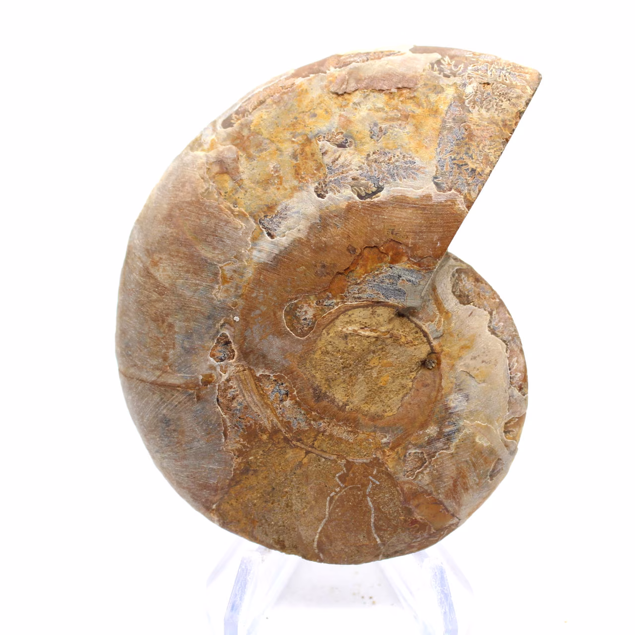 Ammoniet uit Mahajanga: Minerale harmonie