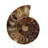 Gepolijst ammonietfossiel: elegantie en geschiedenis - 1