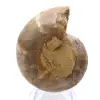 Ammonietexemplaar: De Madagaskar-spiraal - 0