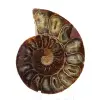 Ammonietexemplaar: De Madagaskar-spiraal - 1