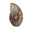 Ammonietexemplaar: De Madagaskar-spiraal - 2