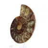 Ammonietexemplaar: De Madagaskar-spiraal - 3