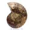 Gefossiliseerde ammoniet: Mineraalexemplaar uit Madagaskar - 0