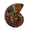 Gefossiliseerde ammoniet: Mineraalexemplaar uit Madagaskar - 1