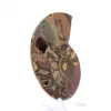 Gefossiliseerde ammoniet: Mineraalexemplaar uit Madagaskar - 2