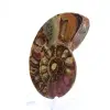Gefossiliseerde ammoniet: Mineraalexemplaar uit Madagaskar - 3