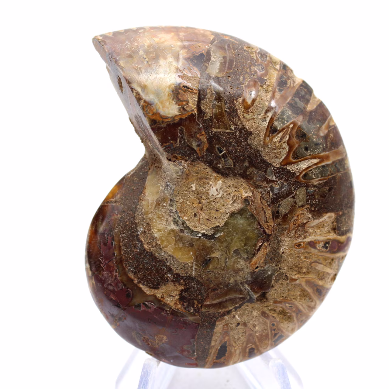 Gefossiliseerde ammoniet: Mineraalexemplaar uit Madagaskar