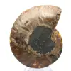 Grote ammoniet van Madagaskar: natuurlijke kracht - 0