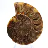 Grote ammoniet van Madagaskar: natuurlijke kracht - 1