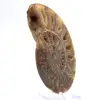 Grote ammoniet van Madagaskar: natuurlijke kracht - 2