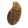 Grote ammoniet van Madagaskar: natuurlijke kracht - 3