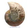 Gepolijste ammoniet: Mariene geometrie van Madagaskar - 3