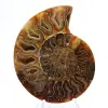 Gepolijste ammoniet: Mariene geometrie van Madagaskar - 1