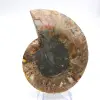 Gepolijste ammoniet: Mariene geometrie van Madagaskar - 4