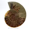 Belangrijk ammonietexemplaar: Prestige van Madagaskar - 1