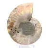 Gepolijste ammoniet: Mariene geometrie van Madagaskar - 5
