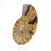 Ammoniet uit Madagaskar: zachtheid en authenticiteit - 2