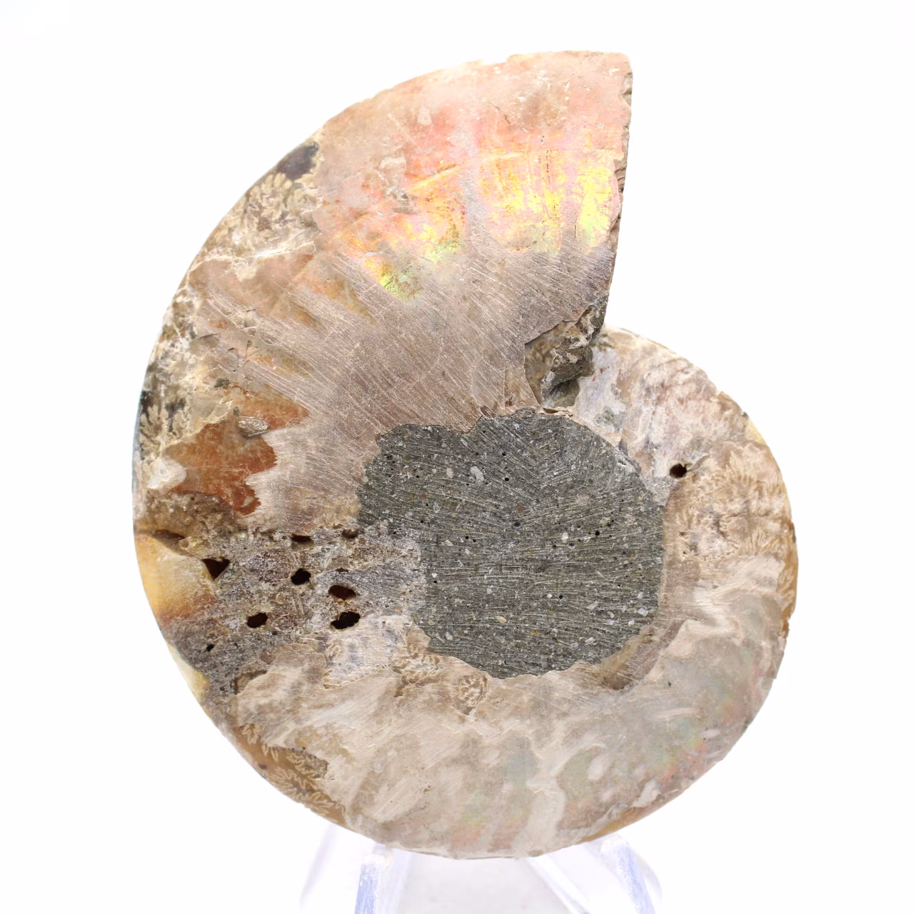Ammoniet uit Madagaskar: zachtheid en authenticiteit