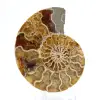 Fossiele ammoniet uit Mahajanga: Mineral Balance - 1